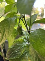 IMG_7277.jpeg