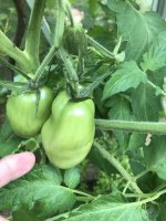 IMG_2273.jpeg