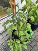 IMG_7433.JPEG