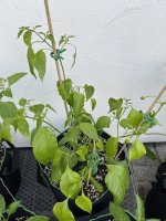 IMG_7441.JPEG