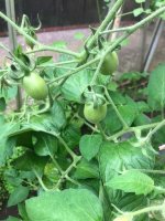 20240616 (2).jpg 20240616 (2).jpg