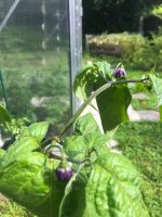 20240616 (1).jpg 20240616 (1).jpg