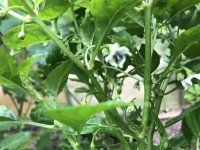 IMG_3298.jpeg IMG_3298.jpeg