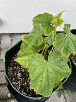 IMG_7679.jpeg