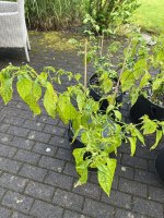 IMG_7690.jpeg