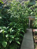 20240625_T (2).jpg 20240625_T (2).jpg