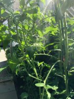 20240625_T (4).jpg 20240625_T (4).jpg