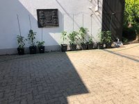 20240626_C (2).jpg 20240626_C (2).jpg