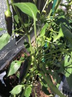 IMG_3338.jpeg IMG_3338.jpeg