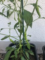 IMG_3339.jpeg IMG_3339.jpeg