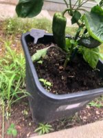 20240701 (1).jpg 20240701 (1).jpg