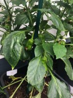 20240701 (3).jpg 20240701 (3).jpg