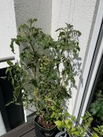 IMG_7906.jpeg