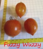 Fuzzy Wussy.jpg