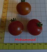 Mohammed.jpg