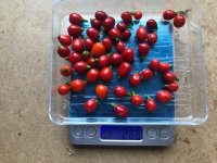 Aji_Charapita_red (1).jpg