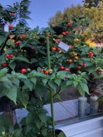 Aji_Charapita_red (2).jpg