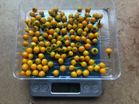 Aji_Charapita_yellow (1).jpg