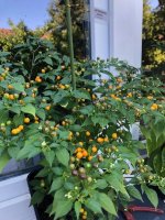Aji_Charapita_yellow (2).jpg