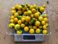 Gelbe_Kirschchili (1).jpg