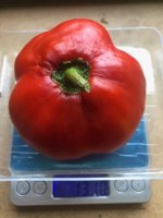 Rocoto_ArequipaRed.jpg