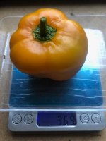 Rocoto_GelbeRiesen.jpg