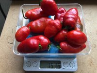 Rocoto_CabeGondol.jpg