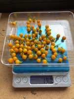 Aji_Charapita_yellow.jpg