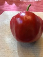 Rocoto_Riesen (1).jpg