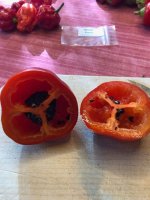Rocoto_Riesen (2).jpg