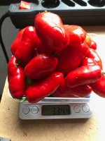 Rocoto_CabeGondol (2).jpg