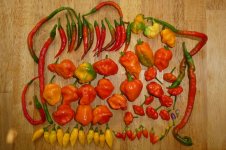 Chiliernte. 13.10.2024.jpg