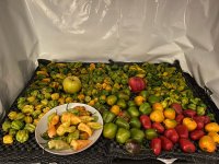 IMG_9080.JPEG