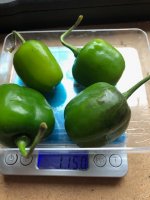 Rocoto_ChileDaSeda.jpg
