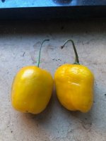 Rocoto_ChileDaSeda_Nachgereift.jpg