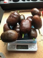 Rocoto_Chocolate (1).jpg