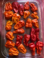 BhutJolokia.jpg