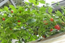 Brazilian Starfish Red + Mushroom Red, 26.10.2024, 12.06 Uhrb.jpg