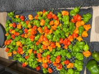 IMG_9161.JPEG