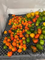 IMG_9192.JPEG