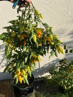 IMG_9188.JPEG