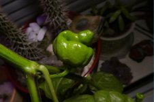 Trinidad Moruga Scorpion, 01.11.2024, 18.58 Uhr.jpg