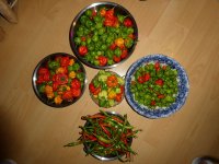 Letzte Ernte, c, 01.11.2024, 20.41 Uhr.jpg