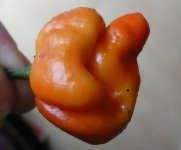 Trinidad Moruga Scorpion Red, 16.11.2024, 13.42 Uhr.jpg