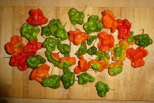Glockenchili, 24.11.2024, 10.29 Uhr.jpg