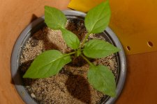 Takanotsume, 19.12.2024, 08.59 Uhr.jpg