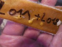 Keimlinge im Kaffeefilter, 20.12.2024, 13.54 Uhr.jpg