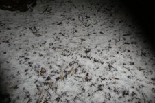 Schneesturm, d, 22.12.2024, 17.28 Uhr.jpg
