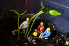 Heinzelmännchen pikieren, 27.12.2024, 19.28 Uhr.jpg