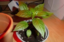 Takanotsume, 26.01.2025, 09.59 Uhr.jpg